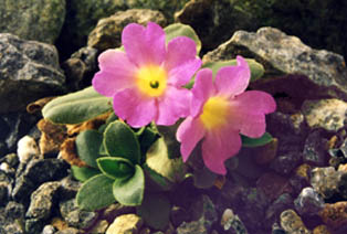 Primula allionii (cultivar non identifié)